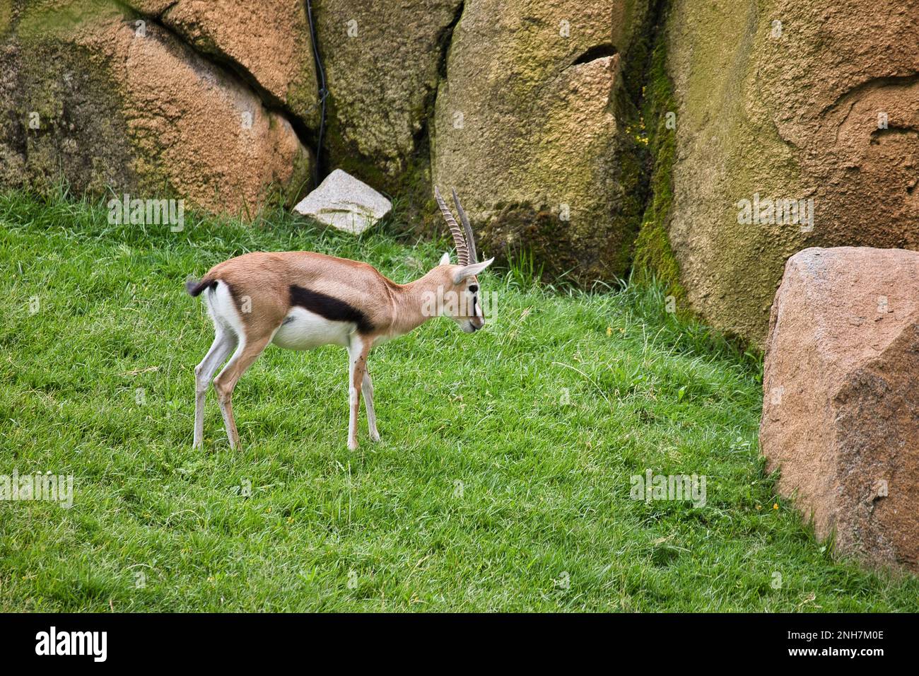 Full body shot of a gazelle in a grassy landscape with a rock wall in the background. Stock Photo