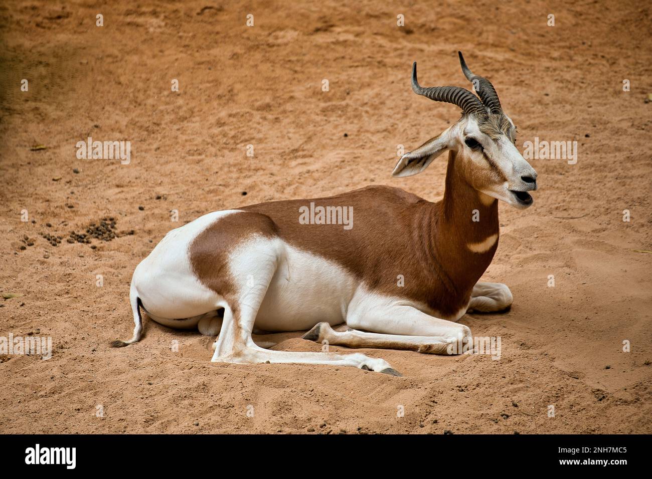 Full body shot of an antelope lying on a sandy ground. Stock Photo