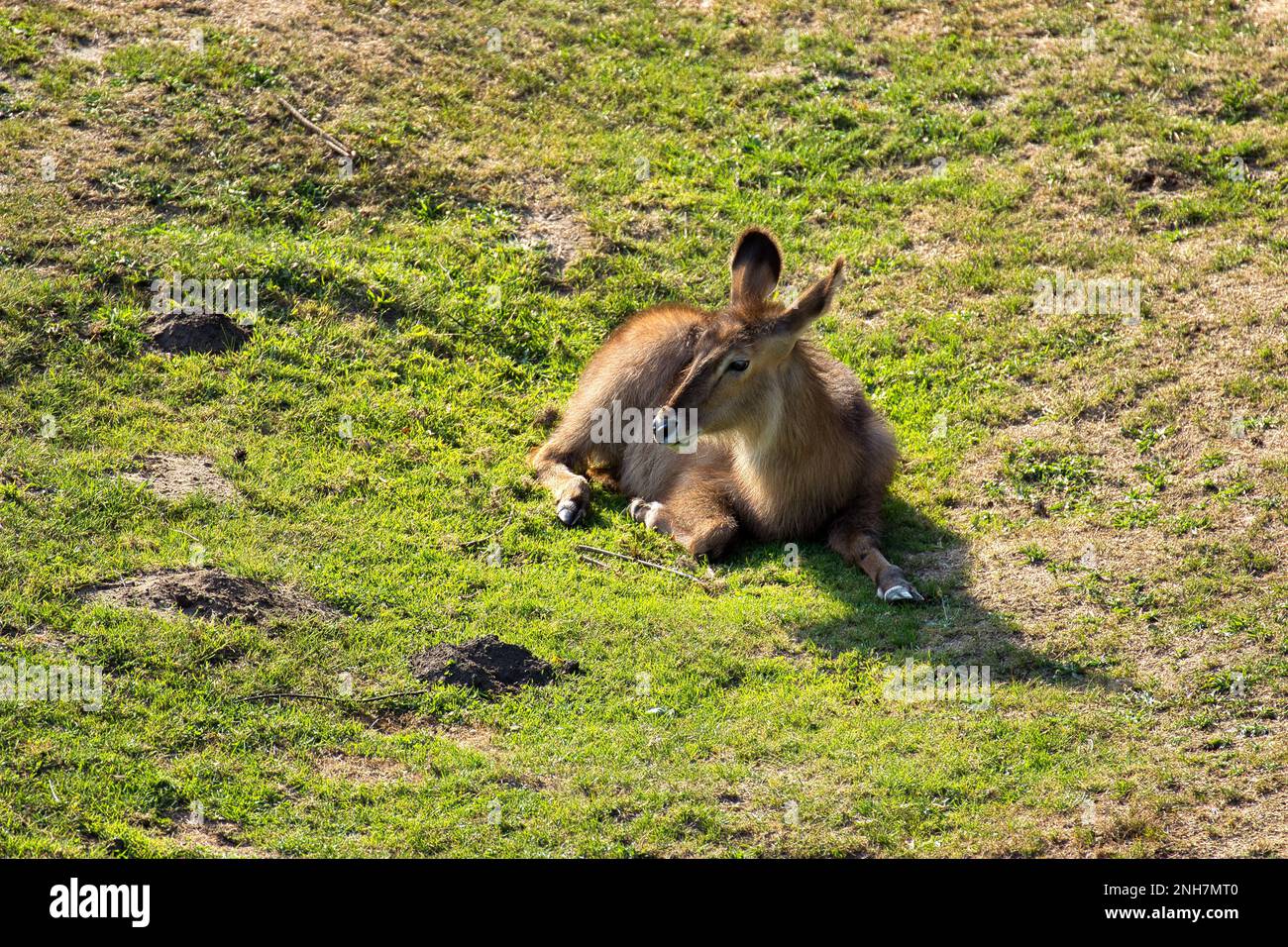 Antelope lying relaxed on a sunny meadow. Stock Photo