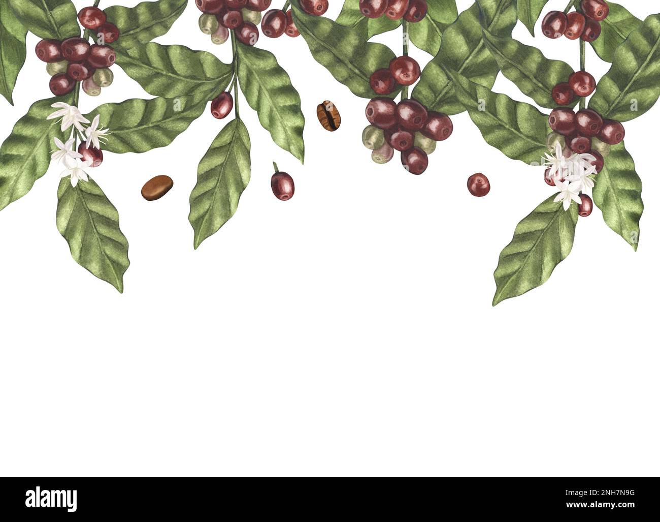 Watercolor frame of red coffee arabica beans on branch with berries ...
