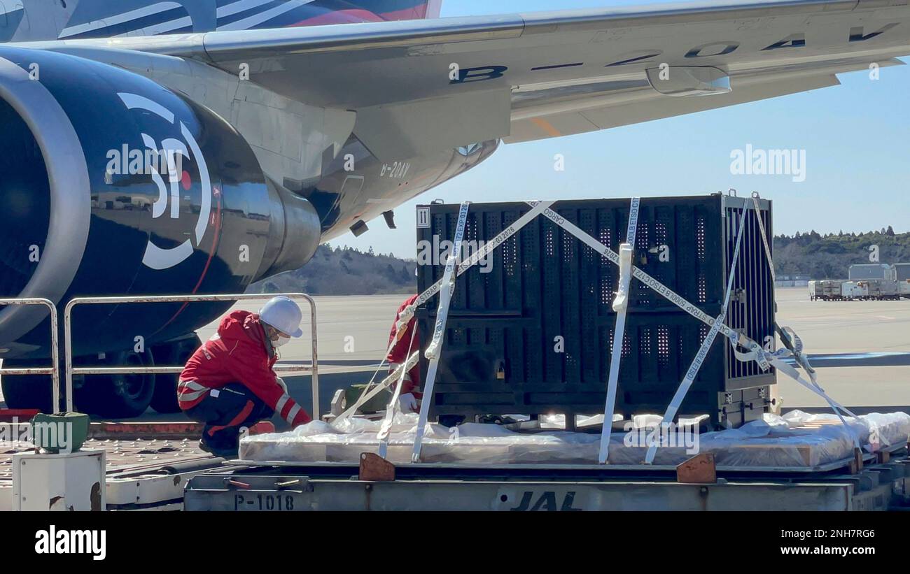 (230221) -- TOKYO, Feb. 21, 2023 (Xinhua) -- The Japan-born giant panda Xiang Xiang is about to be transferred to an airplane at Narita Airport in Japan, Feb. 21, 2023. TO GO WITH 'Feature: Japan bids adieu as beloved giant panda Xiang Xiang returns to China' (SF Airlines/Handout via Xinhua) Stock Photo