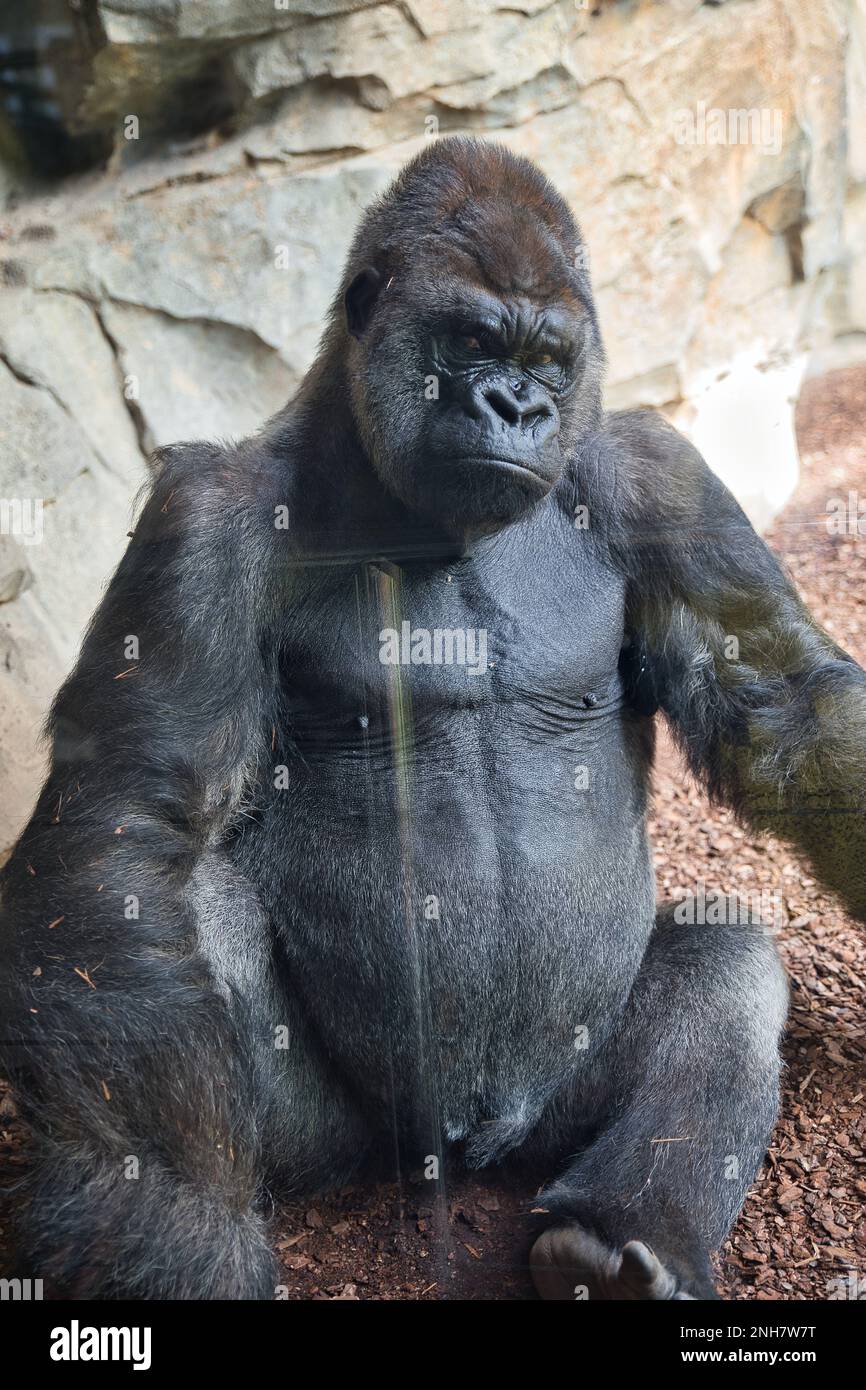 Full body shot of a gorilla looking directly into the camera, rocks in the  background Stock Photo - Alamy