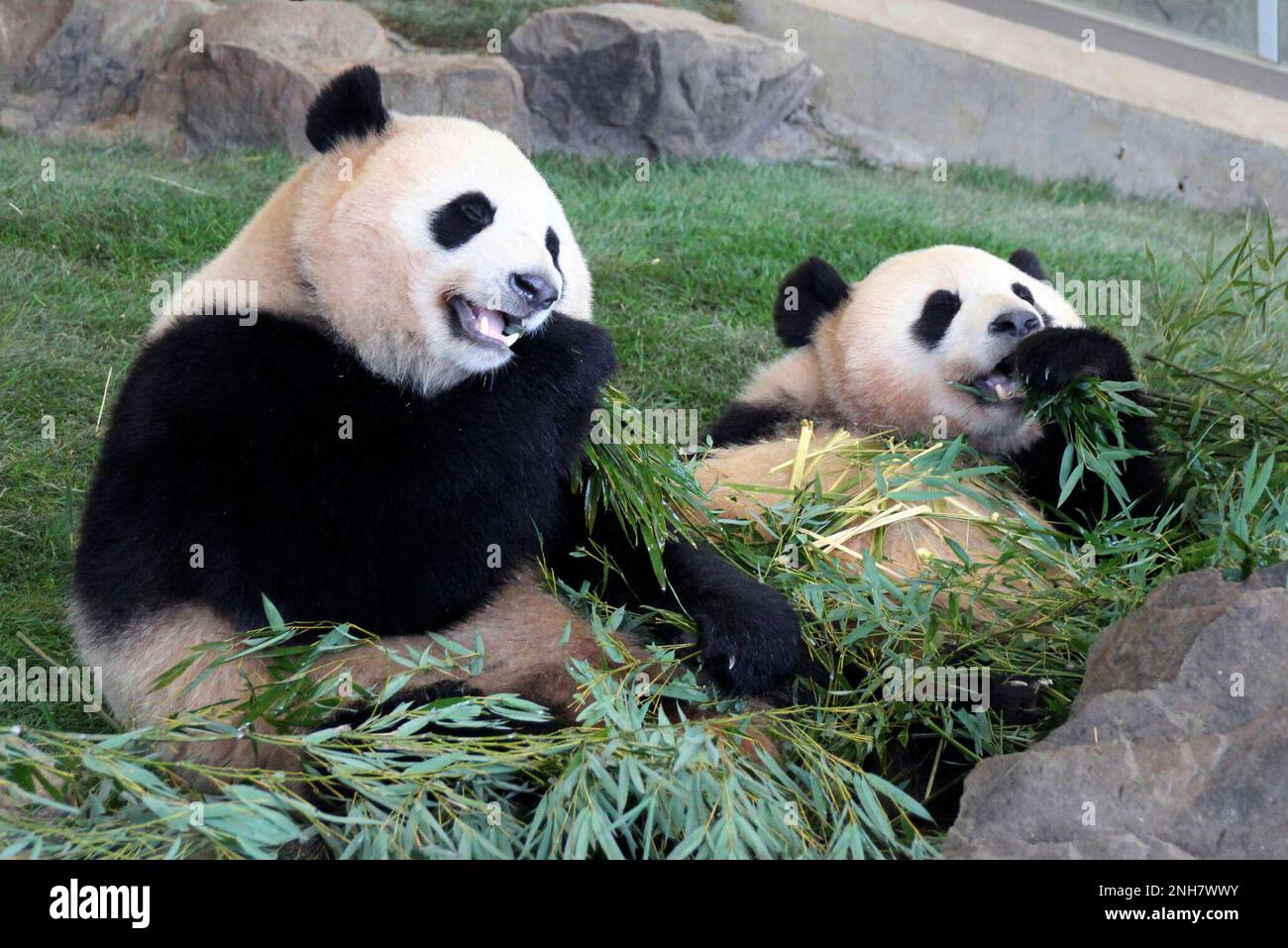 Ouhin and Touhin, giant panda twins, eat bamboo sticks at the Adventure  World in Shirahama, western Japan, on March 24, 2017. Japanese panda fans  on Tuesday, Feb. 21, 2023, bid teary farewells