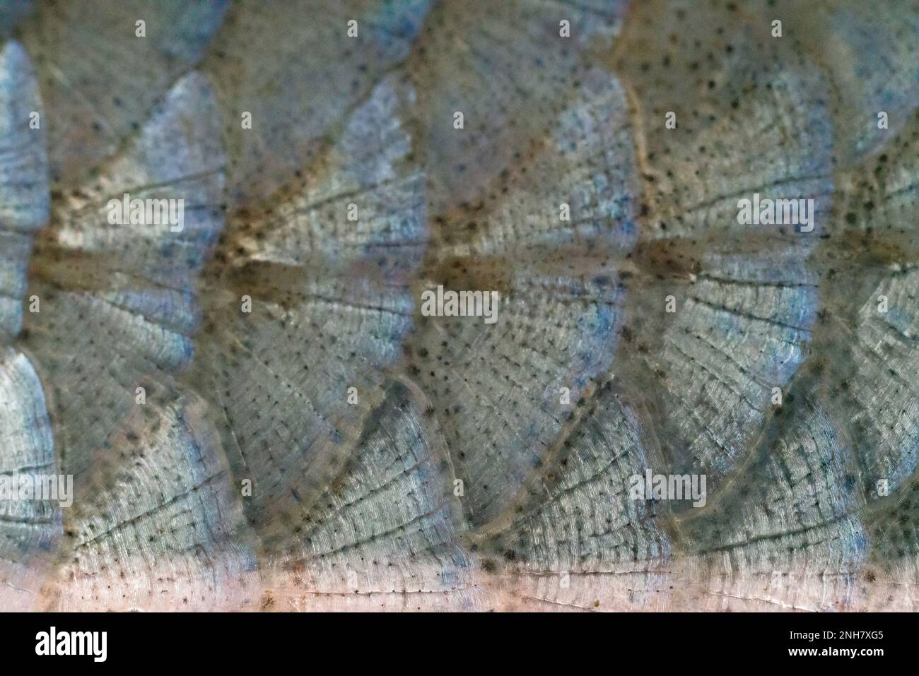 Anatomy of fish. Fish cycloid scale of freshwater, Silver bream (Blicca