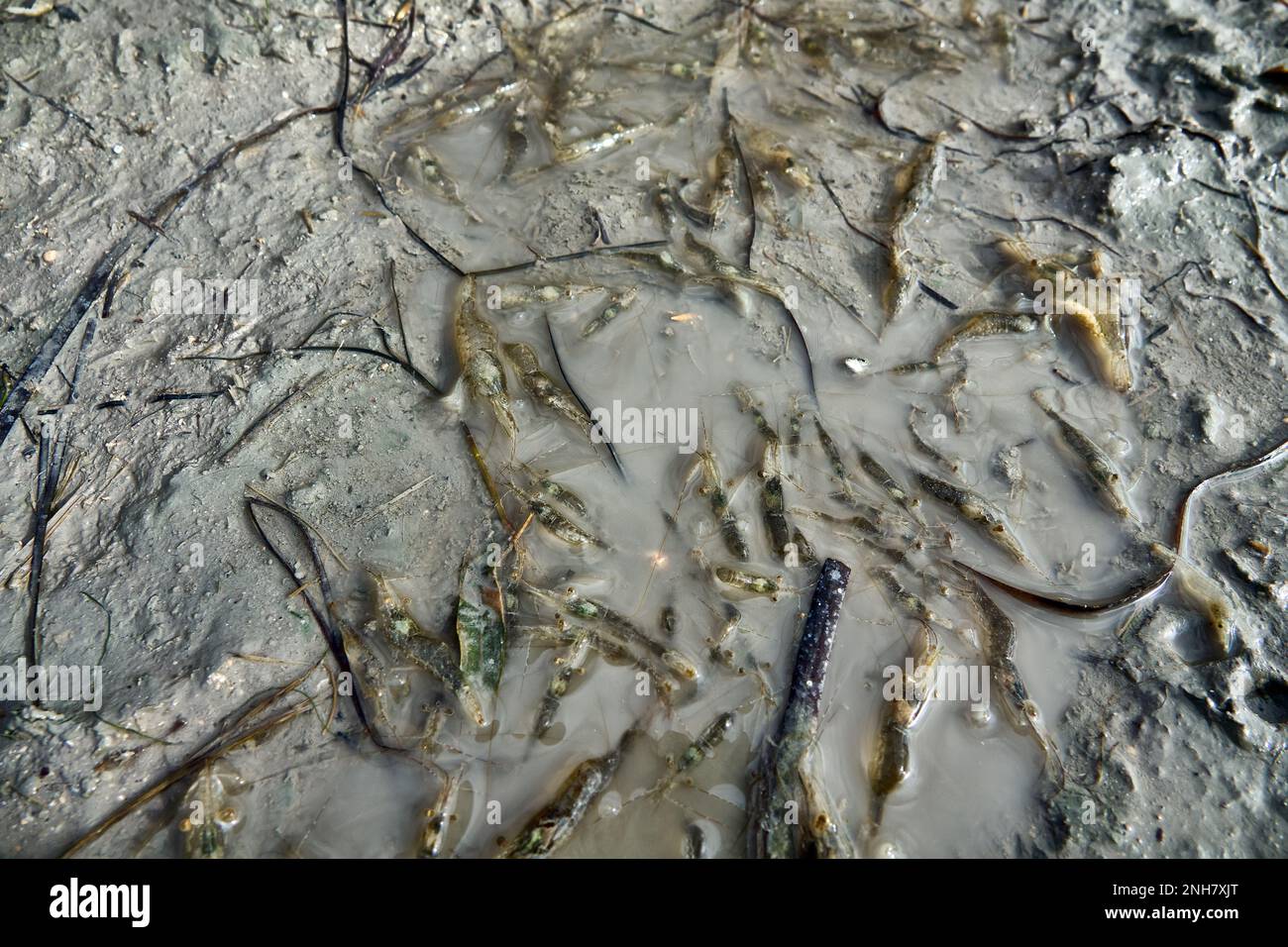 Offshore, wind., Shrimp, die, remaining, muddy, water, lagoon Stock Photo