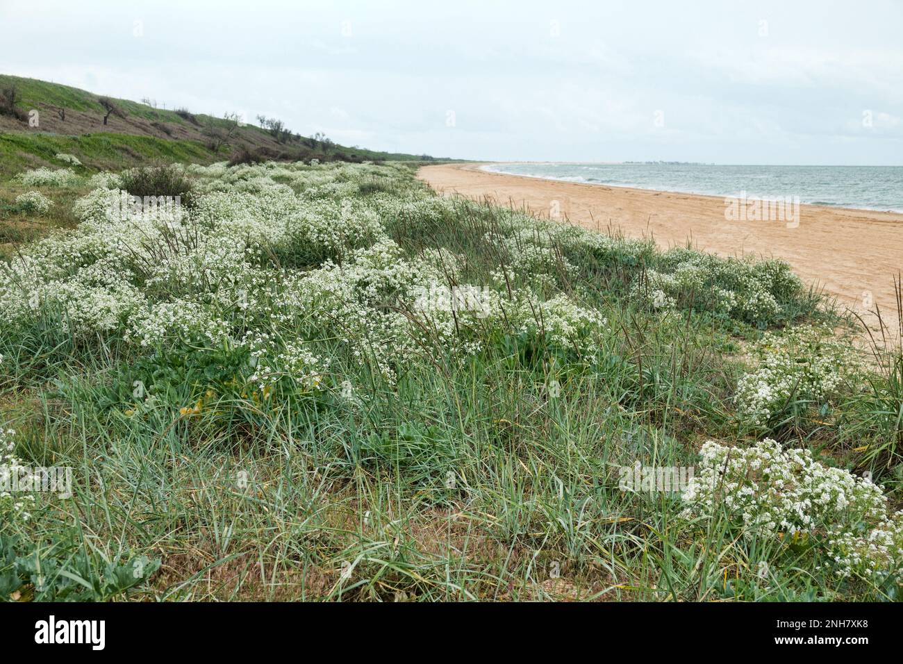 Sand-shell beach of sea and sand dunes with psammophytic vegetation. White Russian sea kale (Crambe tatarica), European dune grass (Elymus arenarius) Stock Photo