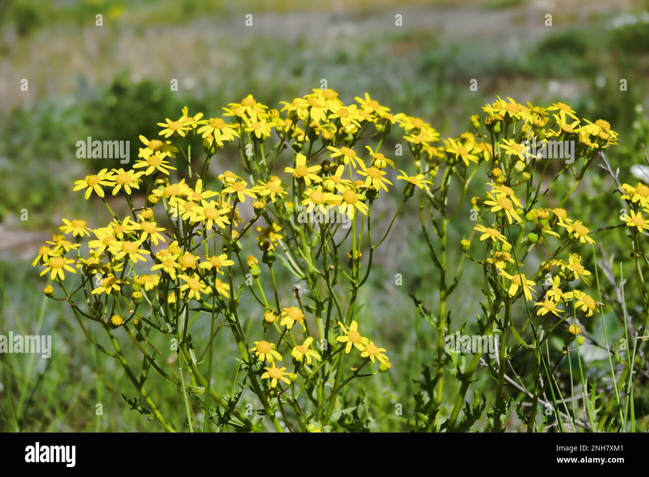 Saracen's-compass (ragweed, fairies'-horse, Senecio jacobaea) in the dry steppe (saline alluvial soil) of Crimea Stock Photo