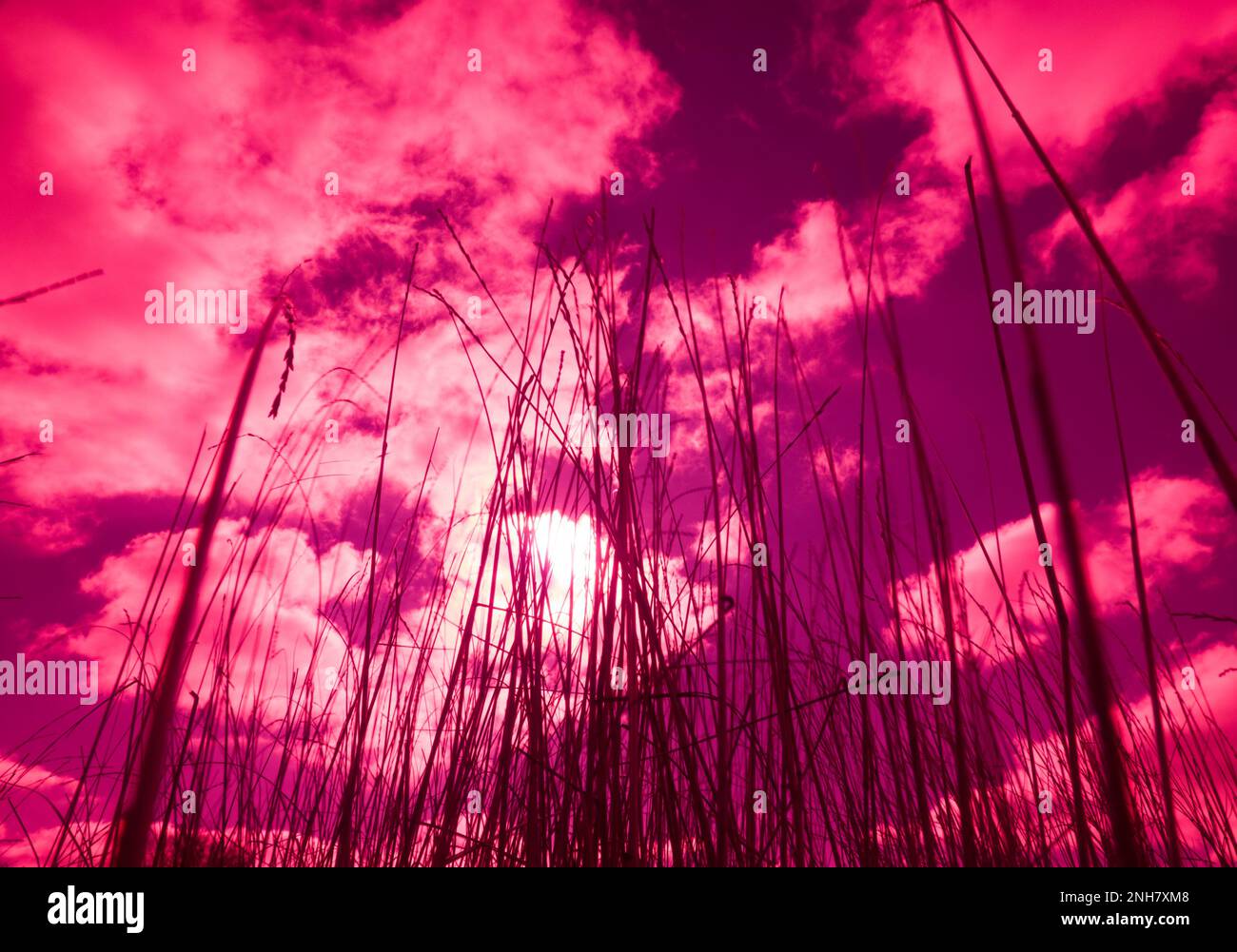 Surrealistic art infrared photo hi-res stock photography and images - Alamy
