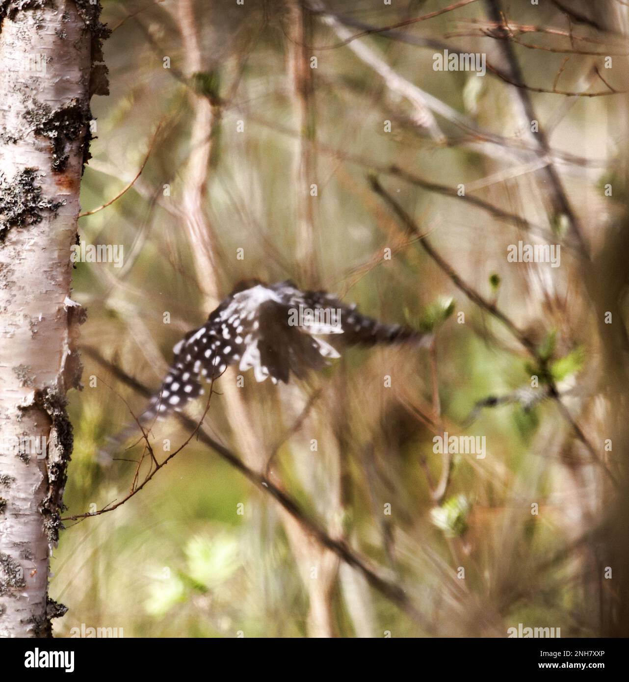 Bird flying away from photographer-animalist much to annoyance. Dynamically artistic photo of flying forest bird (White-backed woodpecker). Blur as ph Stock Photo