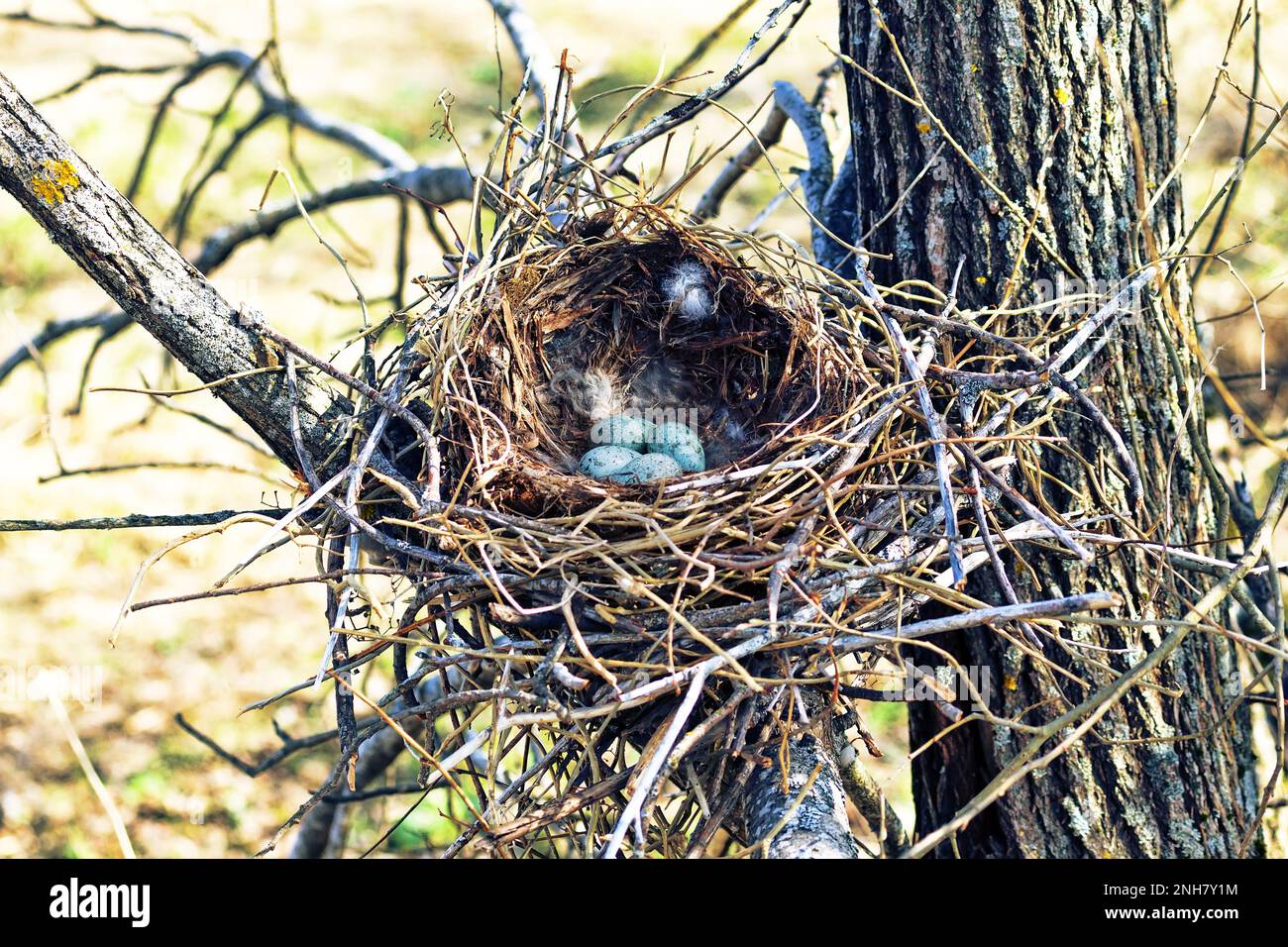 Nidology, study of birds nest. Hooded crow (Corvus cornix) nest. Clutch