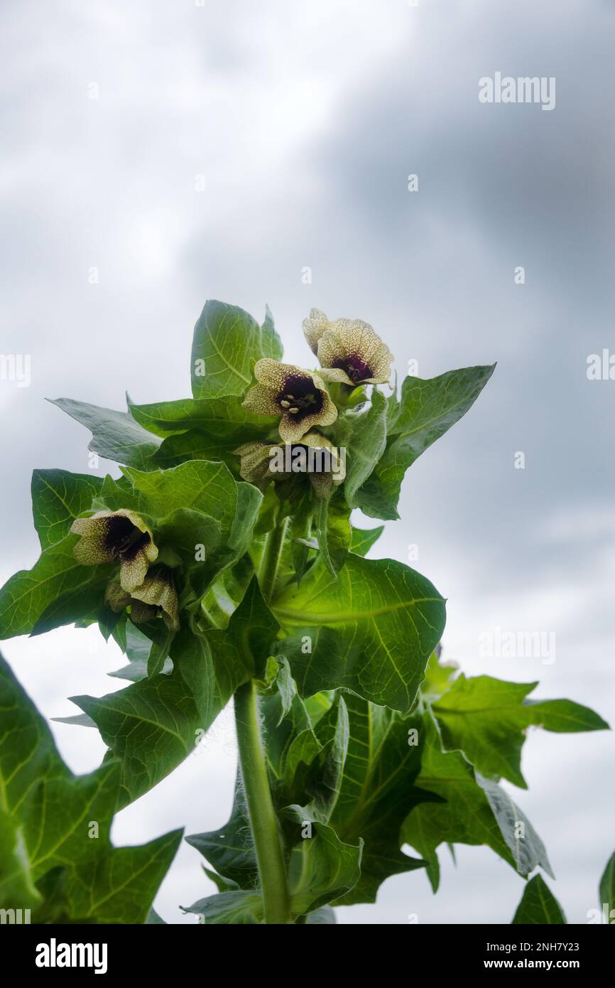 Black henbane (Hyoscyamus niger). Photos flowering plant in the counter after the rain Stock Photo