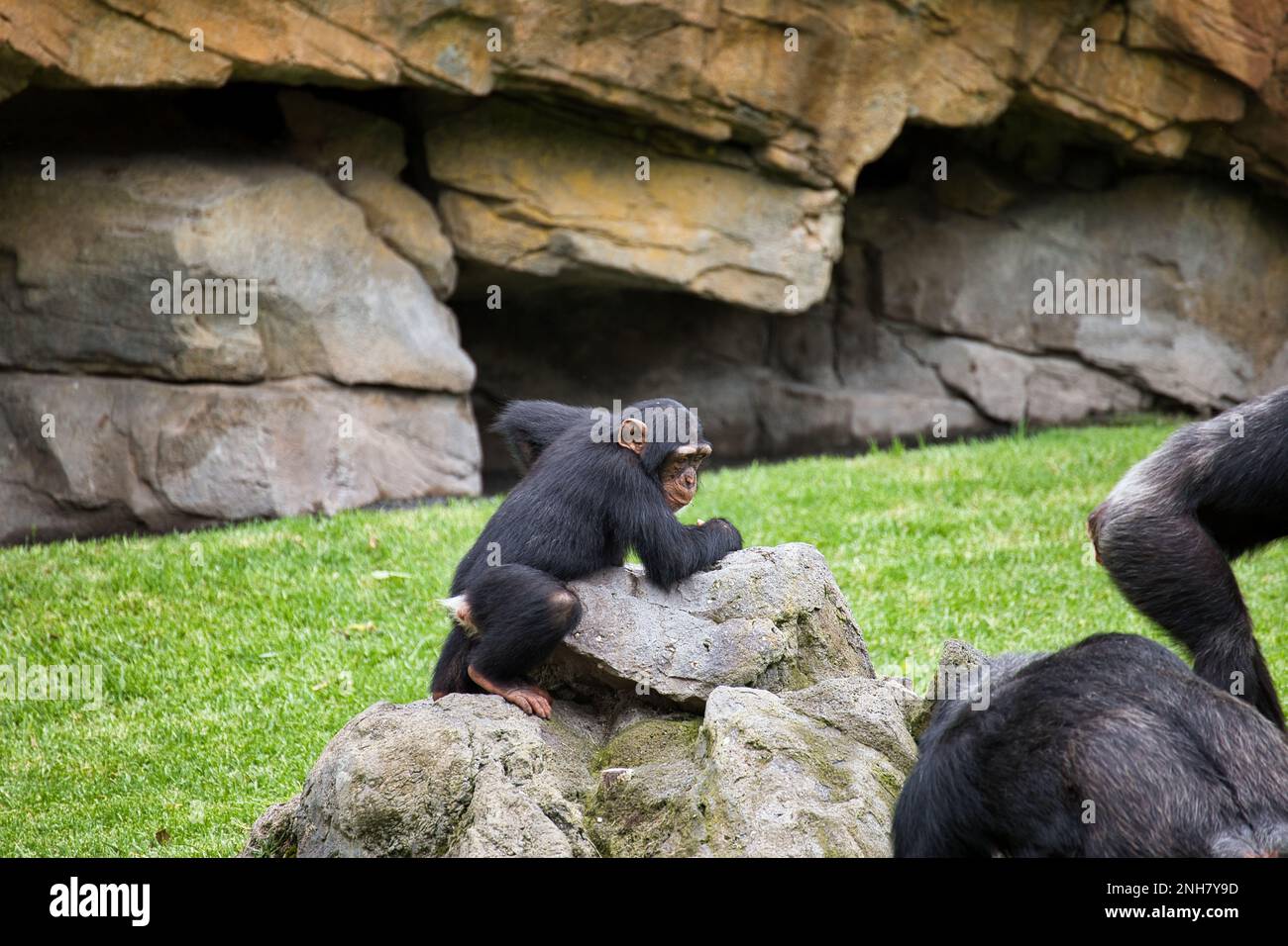 Baby chimpanzee tree hi-res stock photography and images - Alamy