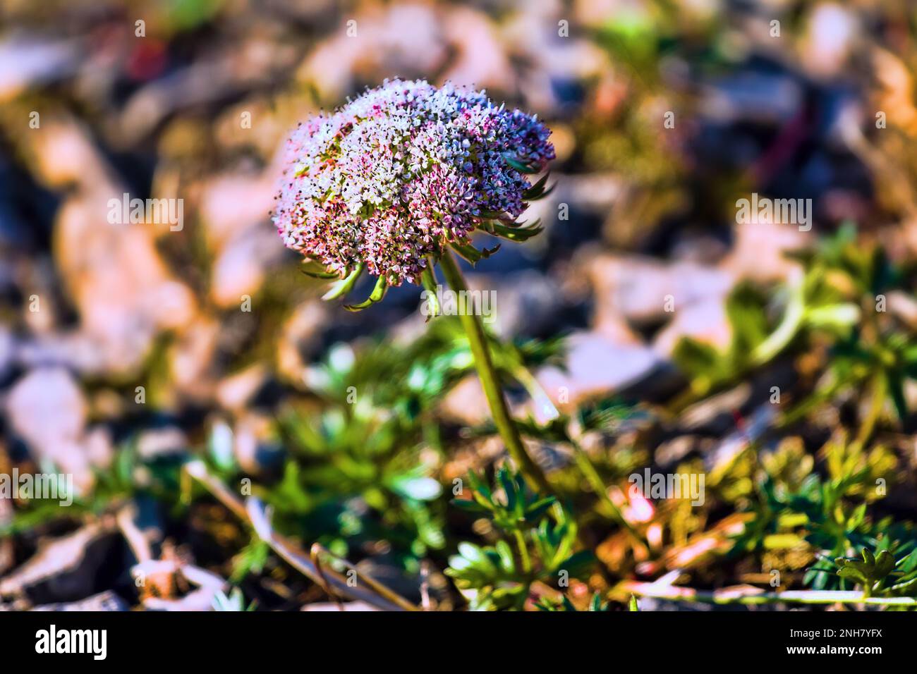 Plant ecology. Arctic phenotype of Ligusticum from the plant community of the Novaya Zemlya archipelago. South Island Stock Photo