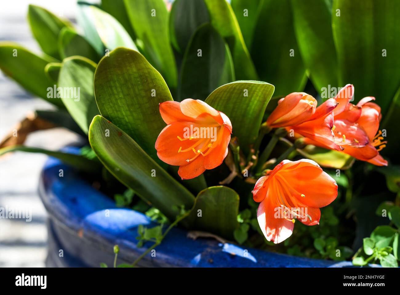 Clivia miniata the Natal lily or bush lily flower growing in flower pot in Vietnam Stock Photo