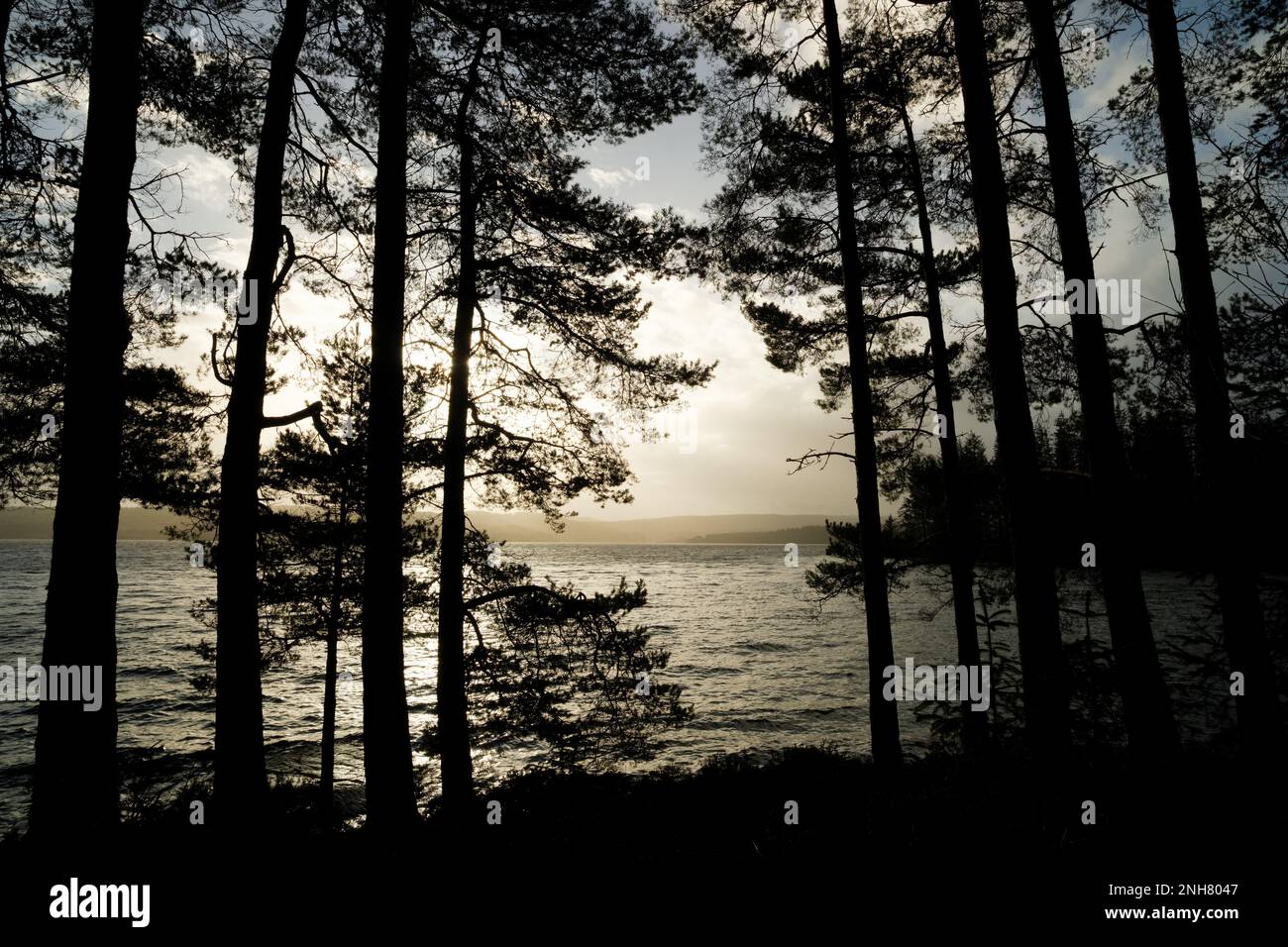Looking through Sitka spruce trees, silhouetted against Keilder Reservoir on a stromy day Stock Photo