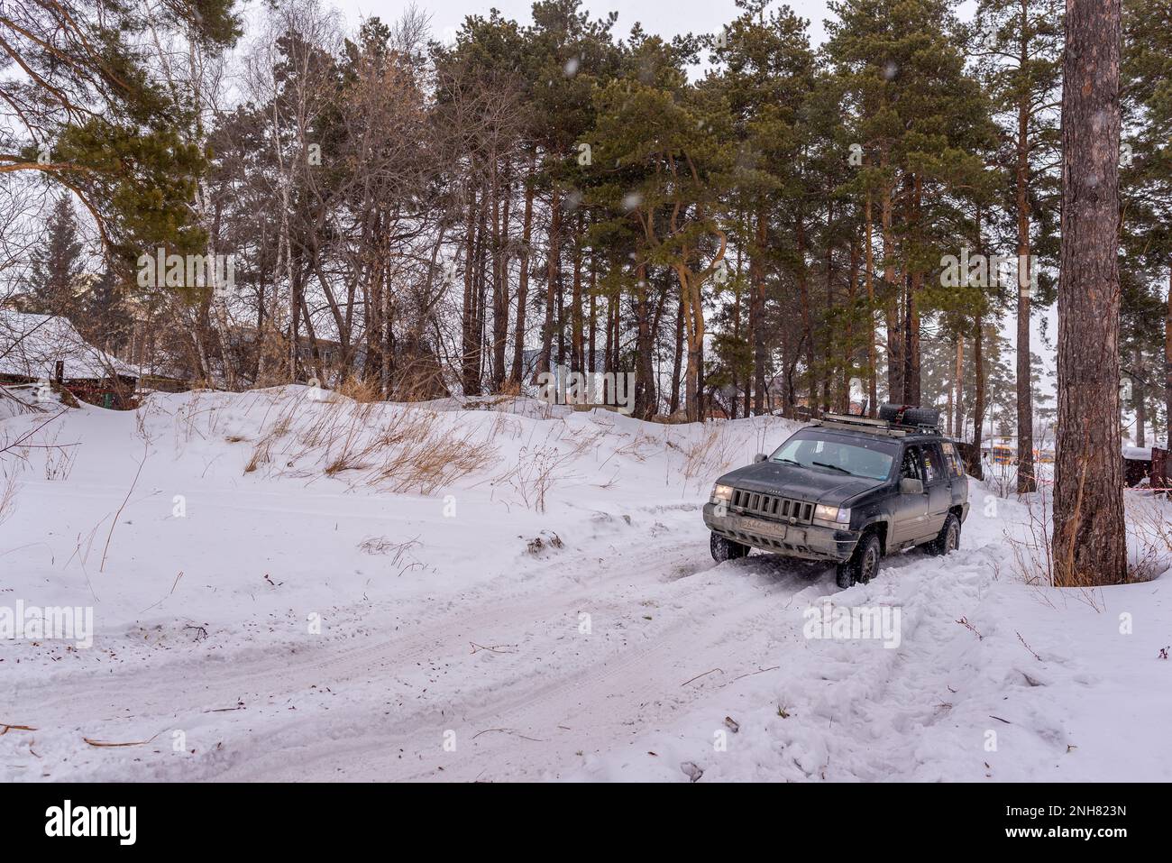 Offroad SUV 'Jeep Grand Cherokee' 4x4 black color rides in the winter on the snow in the forest among the pines with a woman driver. Stock Photo