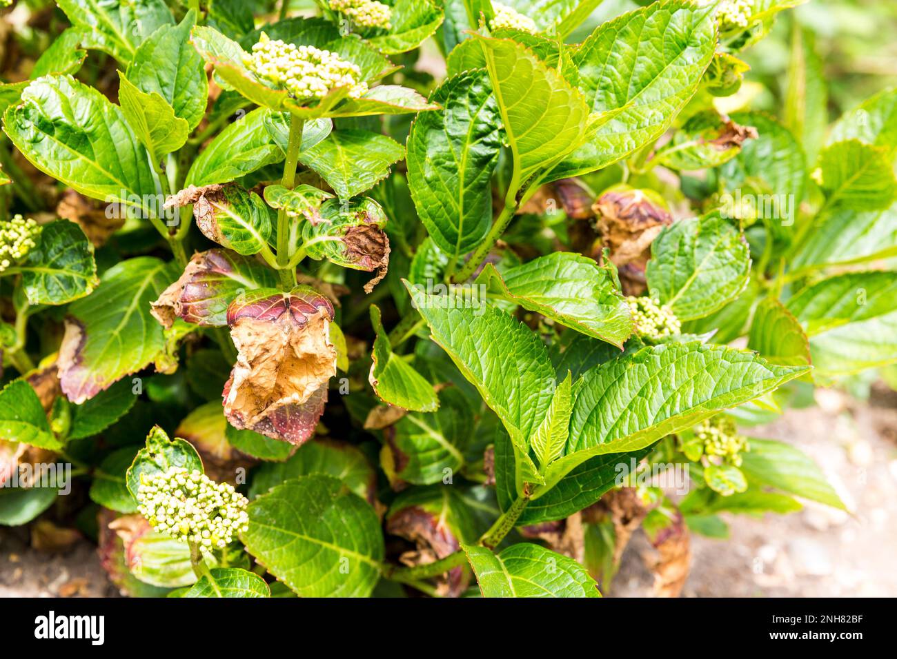 Close-up leave of hortensia infected by cercospora in garden. Tan spots with reddish bown halos develop on leaves. Need water to keep off moisture. Ap Stock Photo