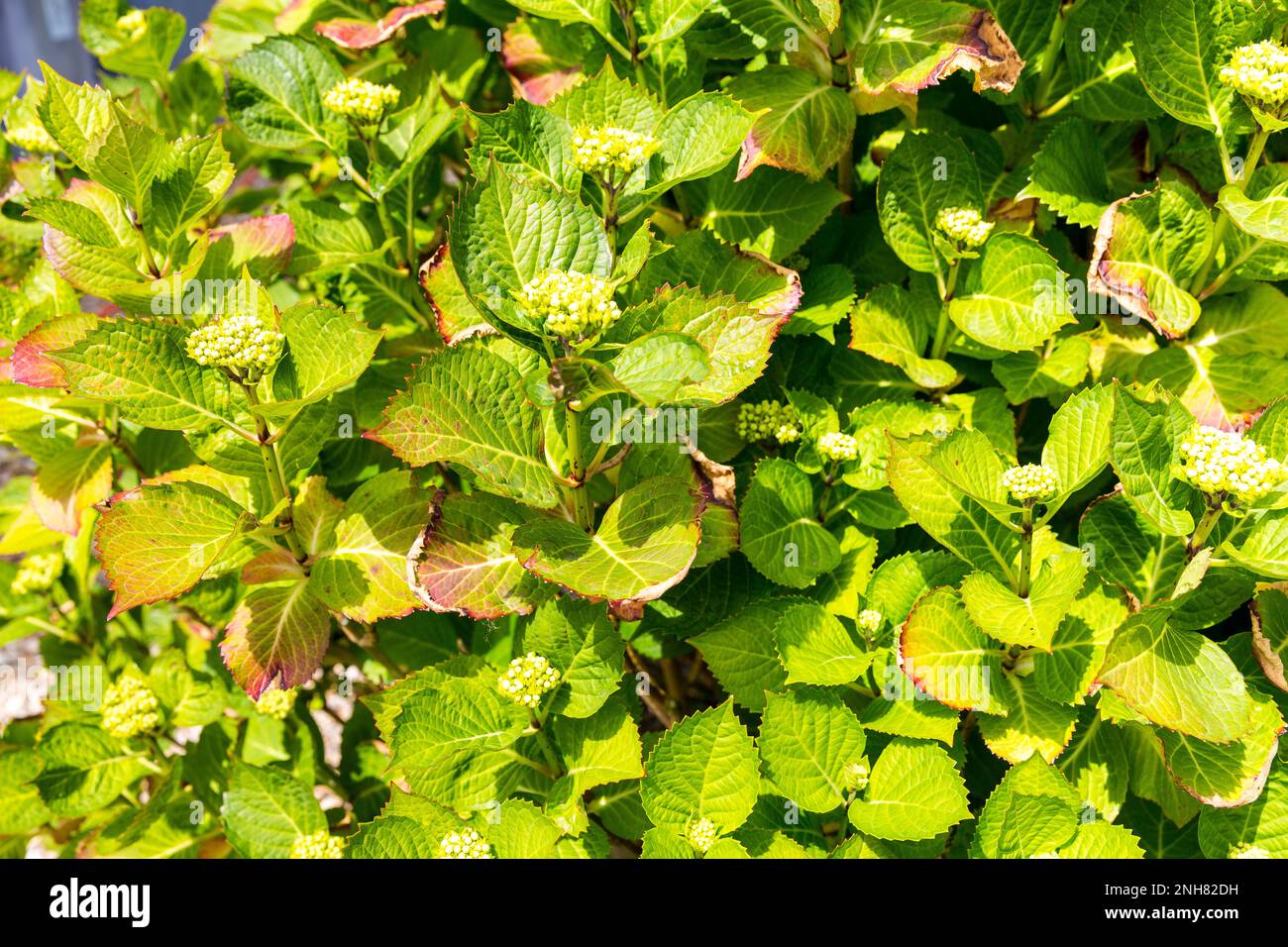 Close-up leave of hortensia infected by cercospora in garden. Tan spots with reddish bown halos develop on leaves. Need water to keep off moisture. Ap Stock Photo