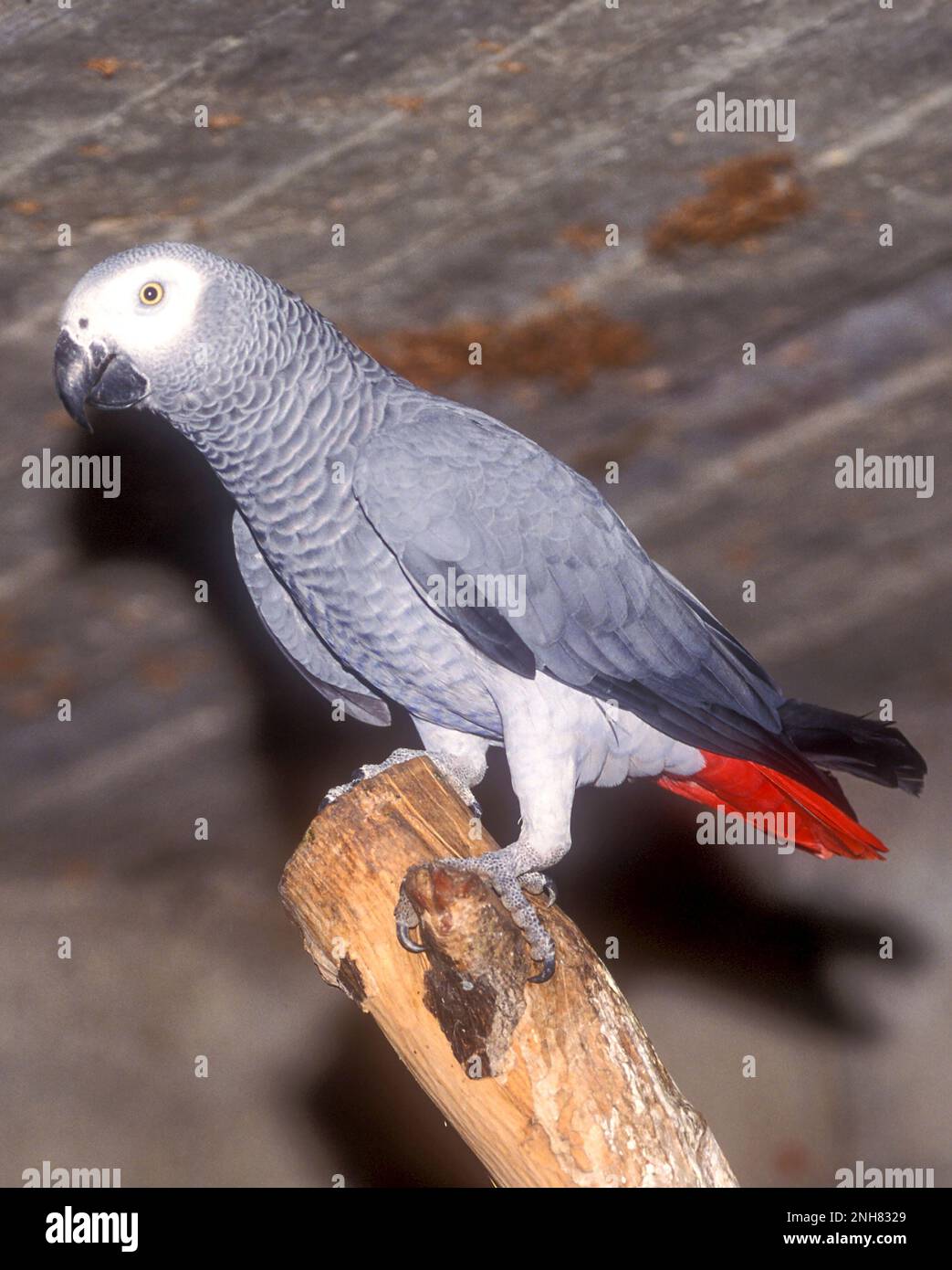 The grey parrot (Psittacus erithacus), also known as the Congo grey