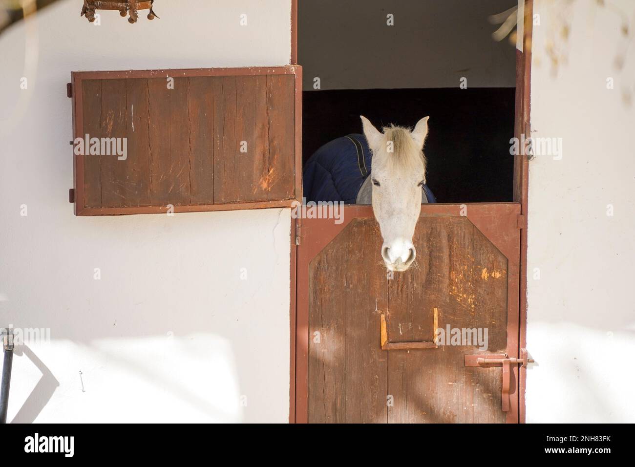 White horse in the stables of ronda bullring, one of the oldest in Spain, Ronda, Andalucia, Spain Stock Photo