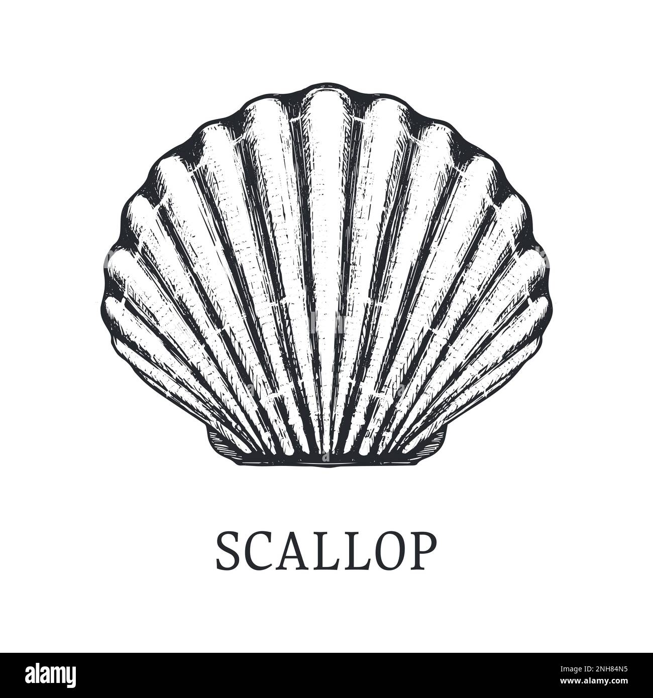Scallop vector sketch Stock Vector Image & Art Alamy