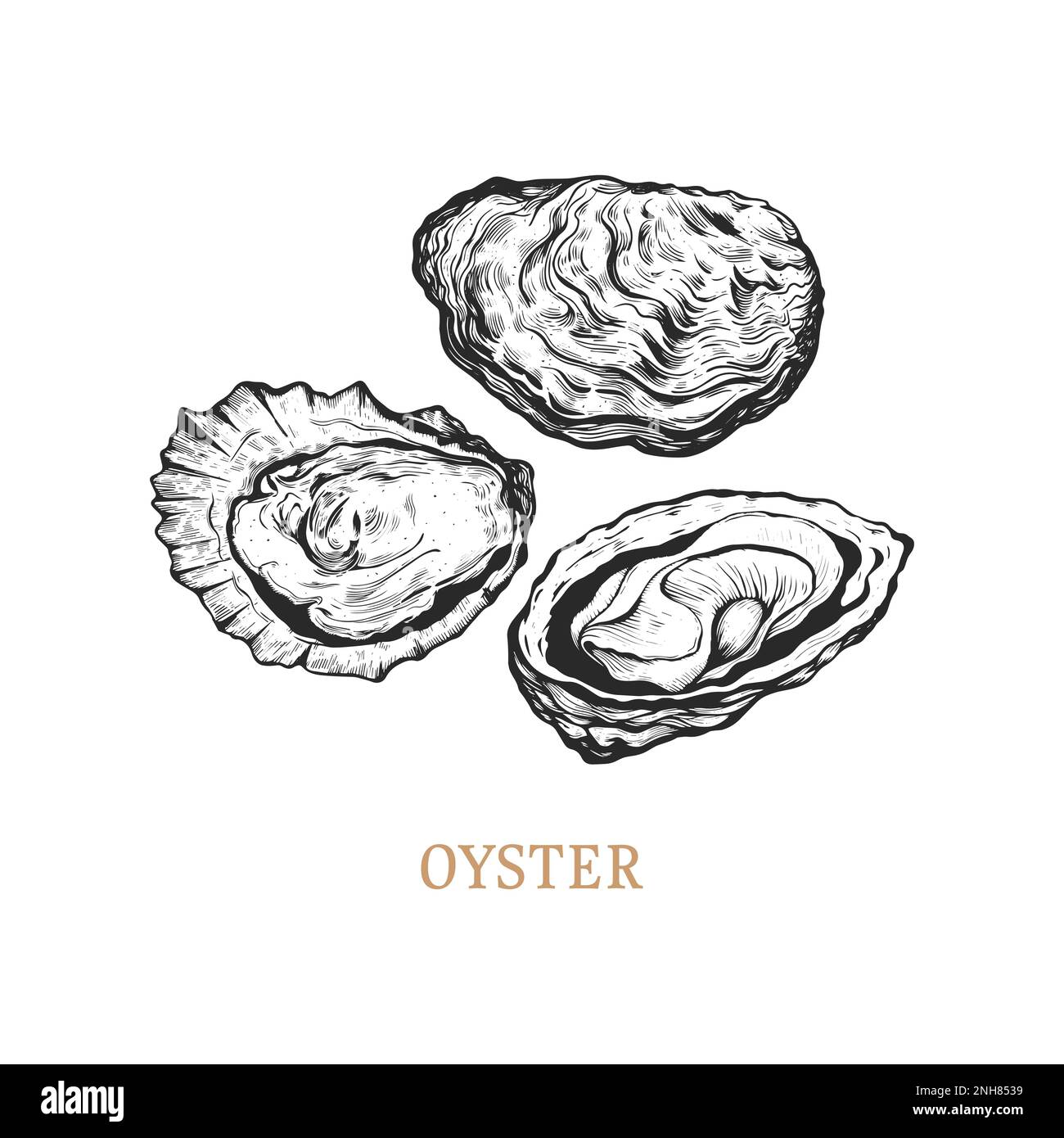 Oyster hand drawing. Oyster vector illustration Stock Vector Image