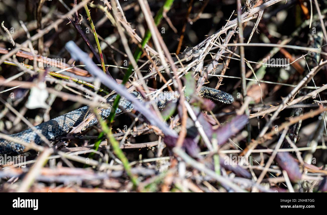 An adder Vipera berus comes out to sunbathe in February 2023 on a warm day after hibernation at Pulborough Brooks Nature Reserve . The adder is the UK's only venomous snake . Stock Photo