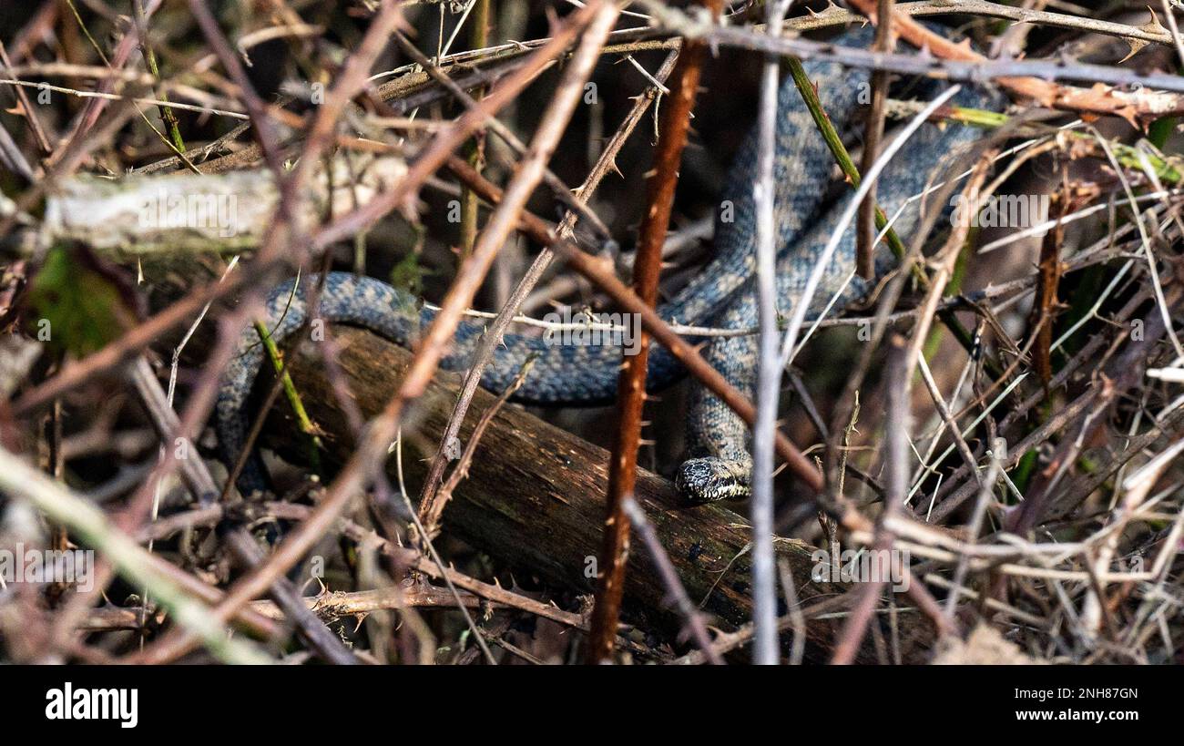 An adder Vipera berus comes out to sunbathe in February 2023 on a warm day after hibernation at Pulborough Brooks Nature Reserve . The adder is the UK's only venomous snake . Stock Photo