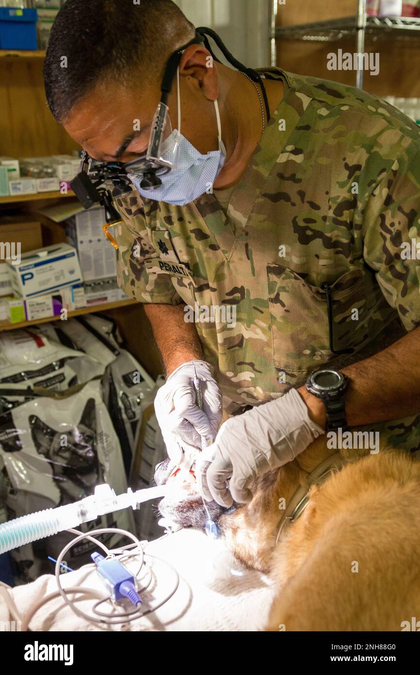 Lt. Col. Jose Peralta, a Dentist from the 185th Dental Company, who is attached to Task Force MED 374 cleans the teeth of a Military Working Dog named Nacho. Nacho's handler, Sgt. Juan Carlos Lopez de Atalaya Rubio of the Spanish Contingencies Task Force 431, allowed Soldiers from Task Force MED 374 to train on rendering care to Military Working Dogs.  Military Working Dogs are a vital component to the overall mission in CENTCOM's area of responsibility as they are used as another means to patrol and locate explosives. Stock Photo
