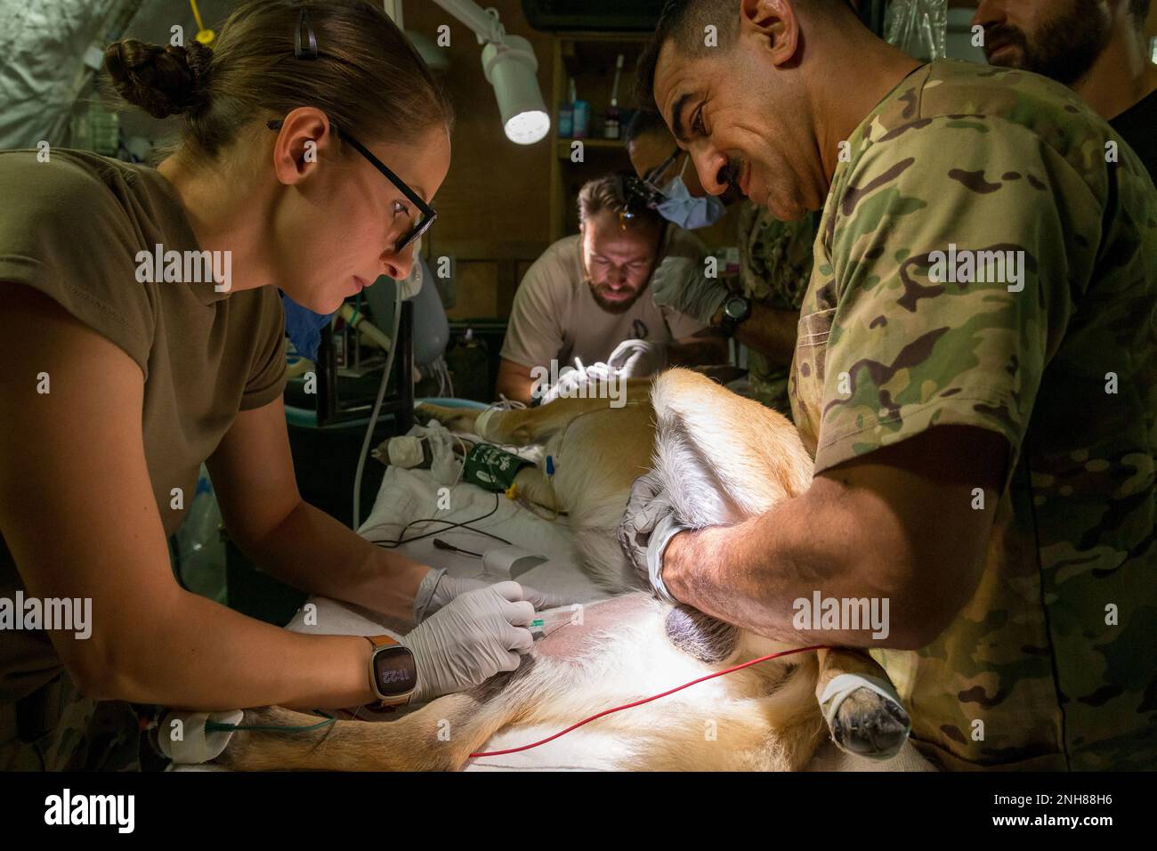 Sgt. Juan Carlos Lopez de Atalaya Rubio of the Spanish Contingencies Task  Force 431, cleans the teeth of his Military Working Dog named Nacho as Lt.  Col. Jose Peralta, a Dentist from