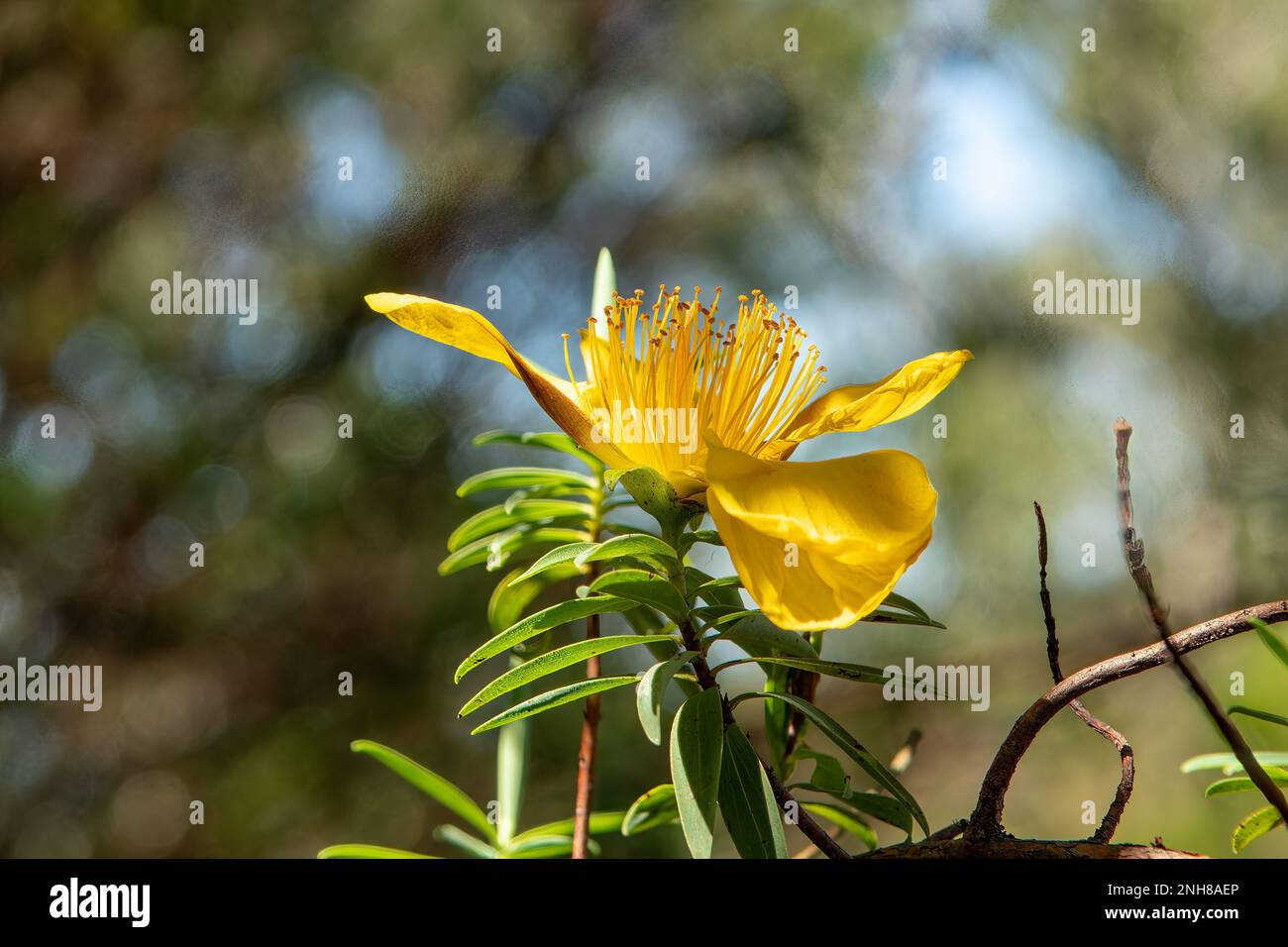 Hypericum sp. Stock Photo