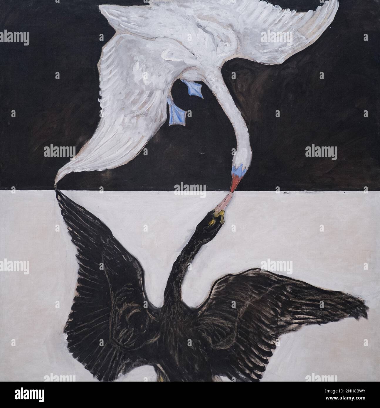 The majestic swan symbolised the ‘grandeur of the spirit’ to Helena Blavatsky, founder of Theosophy, a spiritualist movement of great interest to Hilma af Klint; in alchemy, the swan represents the union of opposites necessary for the creation of the philosopher’s stone, a substance believed to turn base metals into gold. Stock Photo