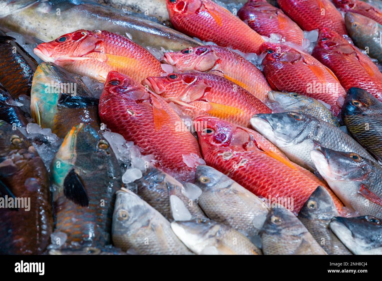 Fresh seafood and fishes at the fish market in Hurghada, Egypt. Stock Photo