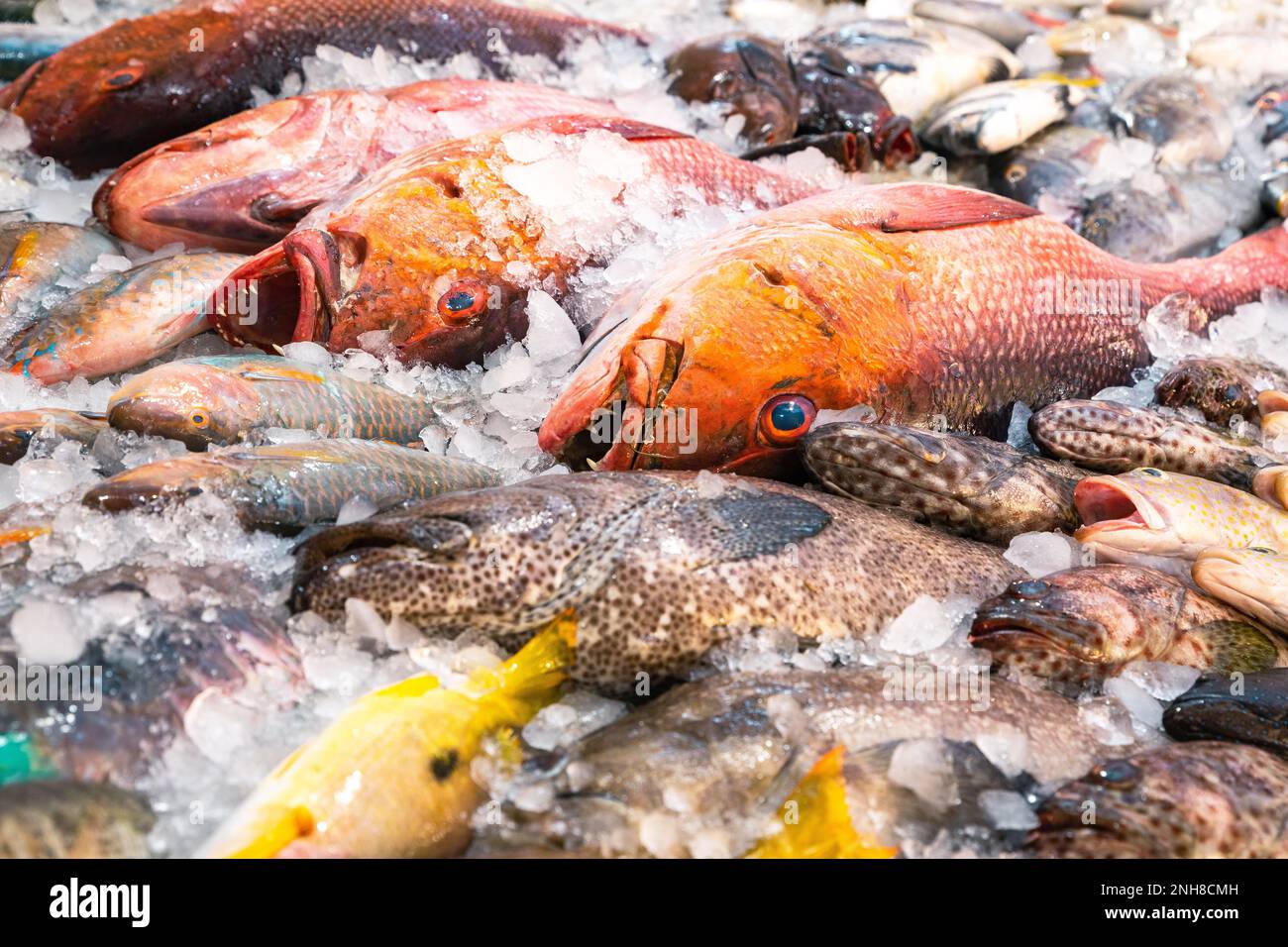 Fresh seafood and fishes at the fish market in Hurghada, Egypt. Stock Photo