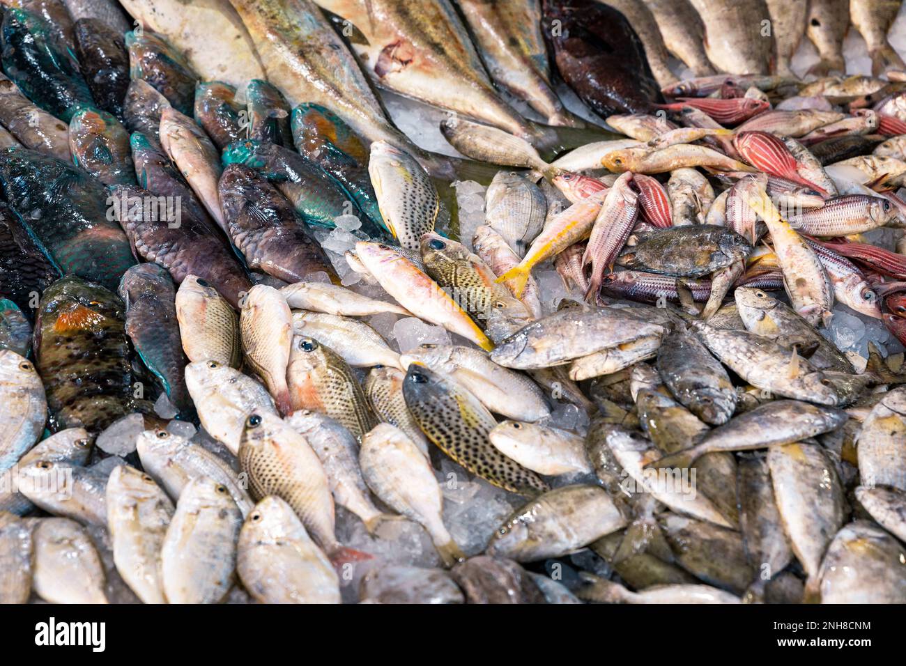 Fresh Fish in basket selling in market. All kind of mixed fishes in close  up shot. Sea Food. Stock Photo