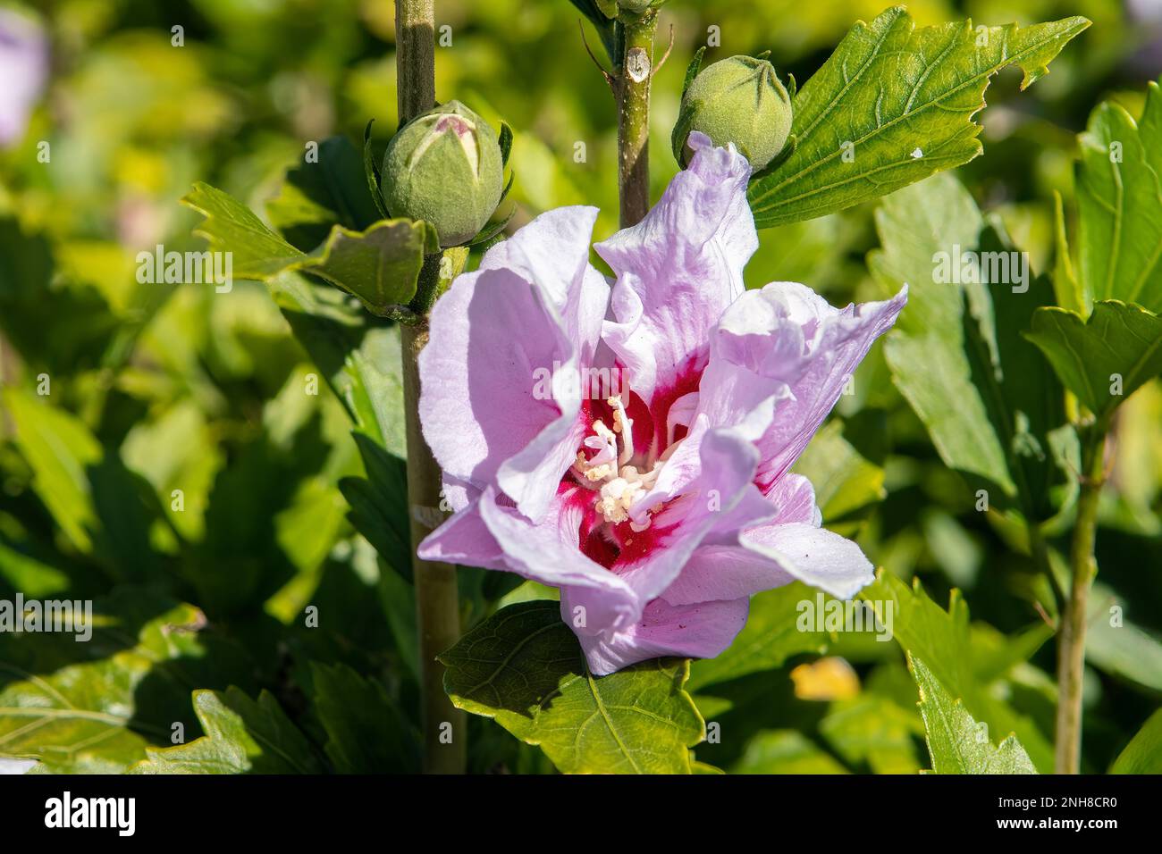 Hibiscus syriacus, Purple Pillar Stock Photo