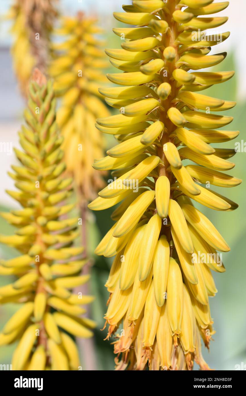 Aloe flower closeup hi-res stock photography and images - Alamy