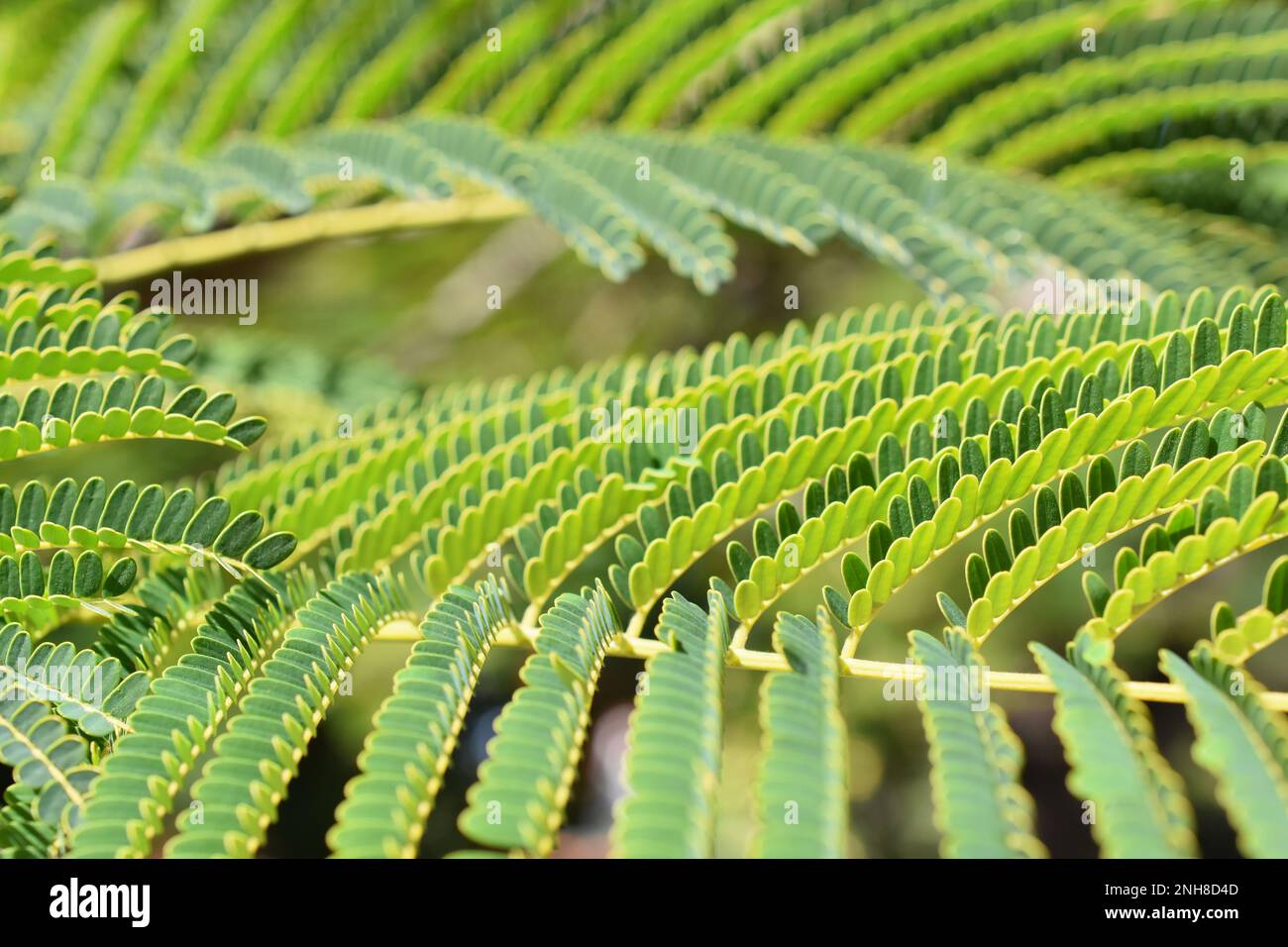 Closeup on the fernlike leaves on a Persian silk tree Albizia julibrissin Stock Photo