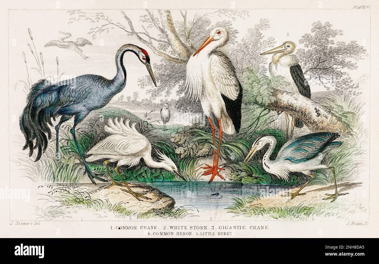 Common Crane, White Stork, Gigantic Crane, Common Heron, and Little Egret from A history of the earth and animated nature (1820) by Oliver Goldsmith (1730-1774). Stock Photo