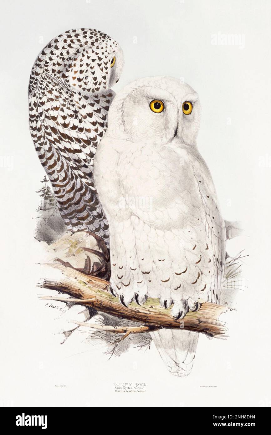 Snowy Owl (1832–1837) by John Gould. This magnificent black and white lithograph depicts a Snowy Owl perched atop a tree branch in all its glory. Stock Photo
