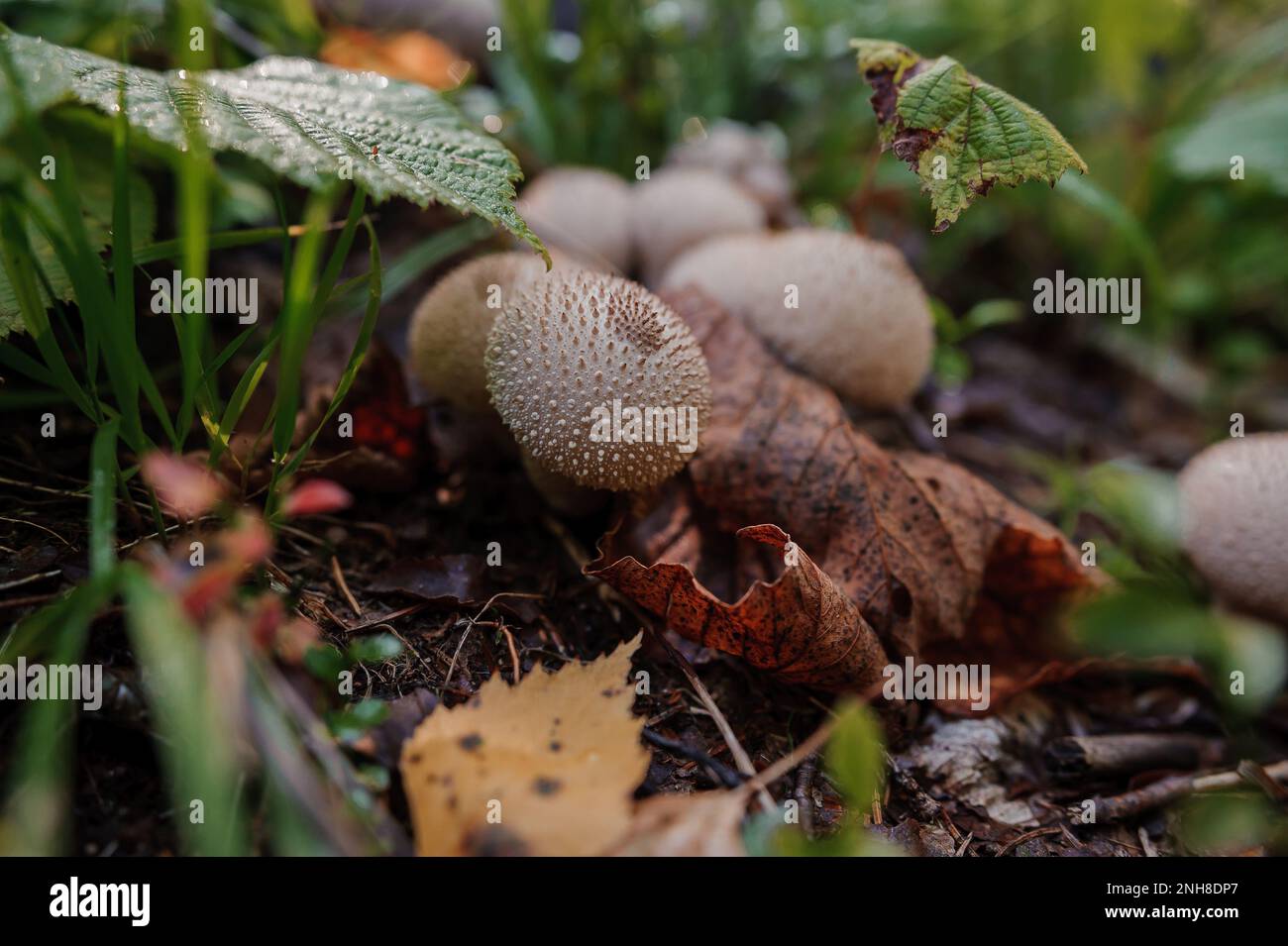 Prickly puffball mushroom grows in the forest, Lycoperdon marginatum Stock Photo