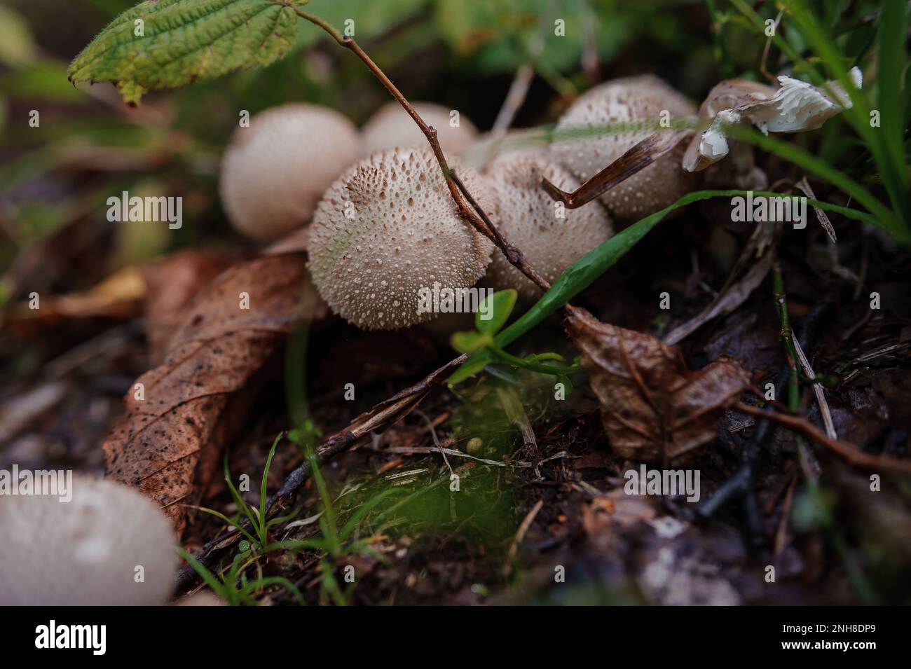 Prickly puffball mushroom grows in the forest, Lycoperdon marginatum Stock Photo