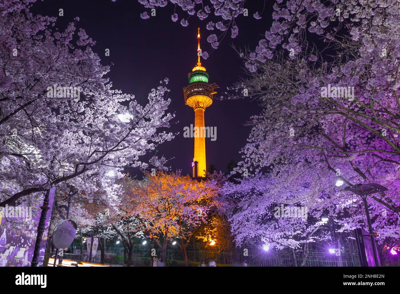 Daegu landmark and cherry blossom trees in spring.This area is a ...