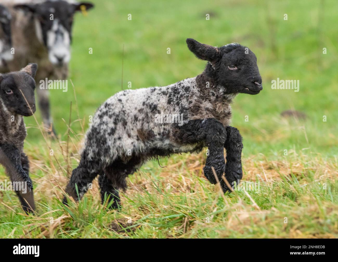 Chipping, Preston, Lancashire, UK. 21st Feb, 2023. Lambing season well under way near Preston, Lancashire. Credit: John Eveson/Alamy Live News Stock Photo