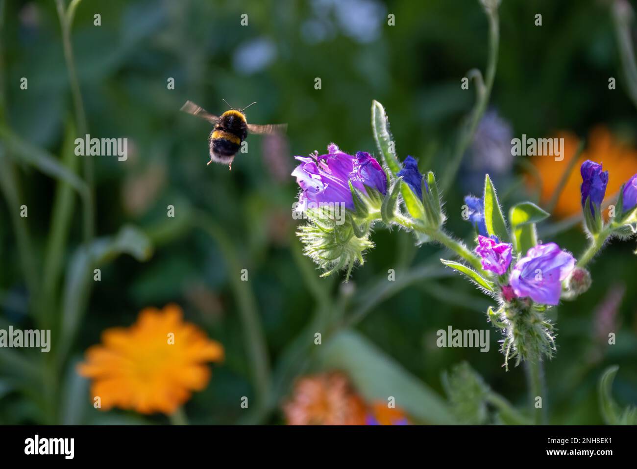 buff tailed bumblebee flying towards flowers of viper's bugloss with blurred orange wildflowers in the background Stock Photo