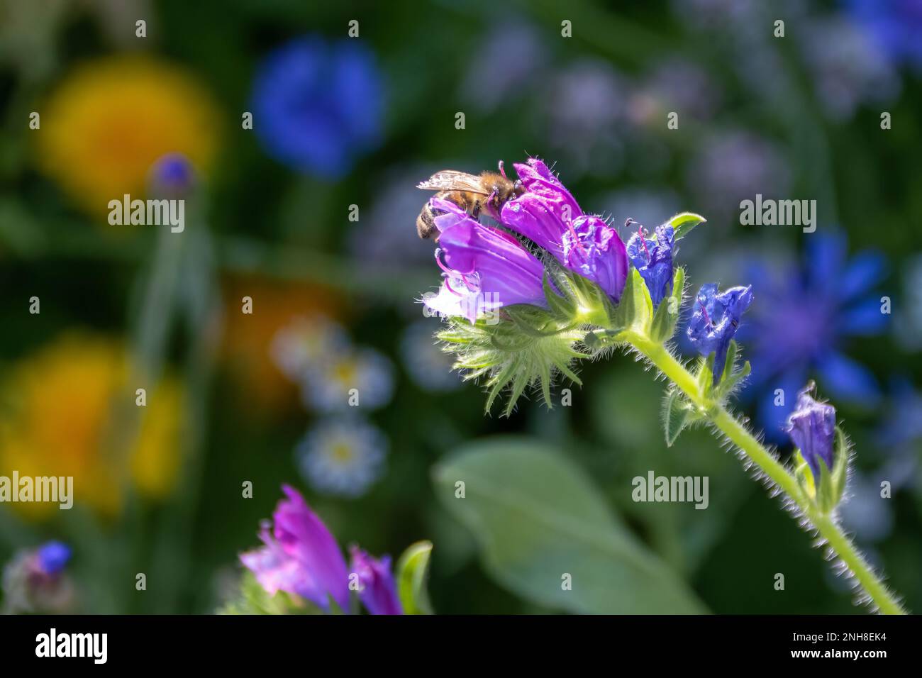 bumble bee collecting nectar from pink flowers of viper's bugloss with colourful wildflowers blurred in the background Stock Photo