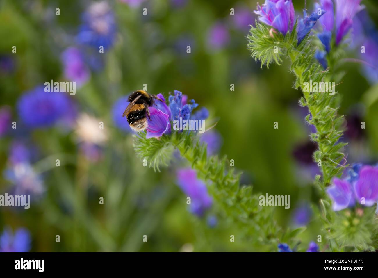 buff tailed bumblebee collecting pollen from pretty blue and pink flowers of Viper's Bugloss Echium Vulgare with a background of blurred colourful wil Stock Photo
