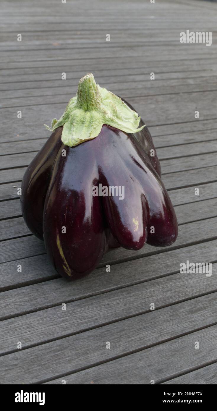 One freshly picked misshapen aubergine Stock Photo