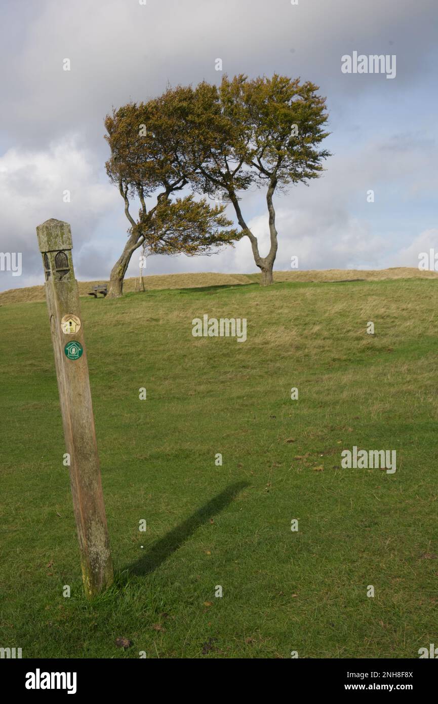 Three trees growing together on Cleeve Hill in the Cotswolds