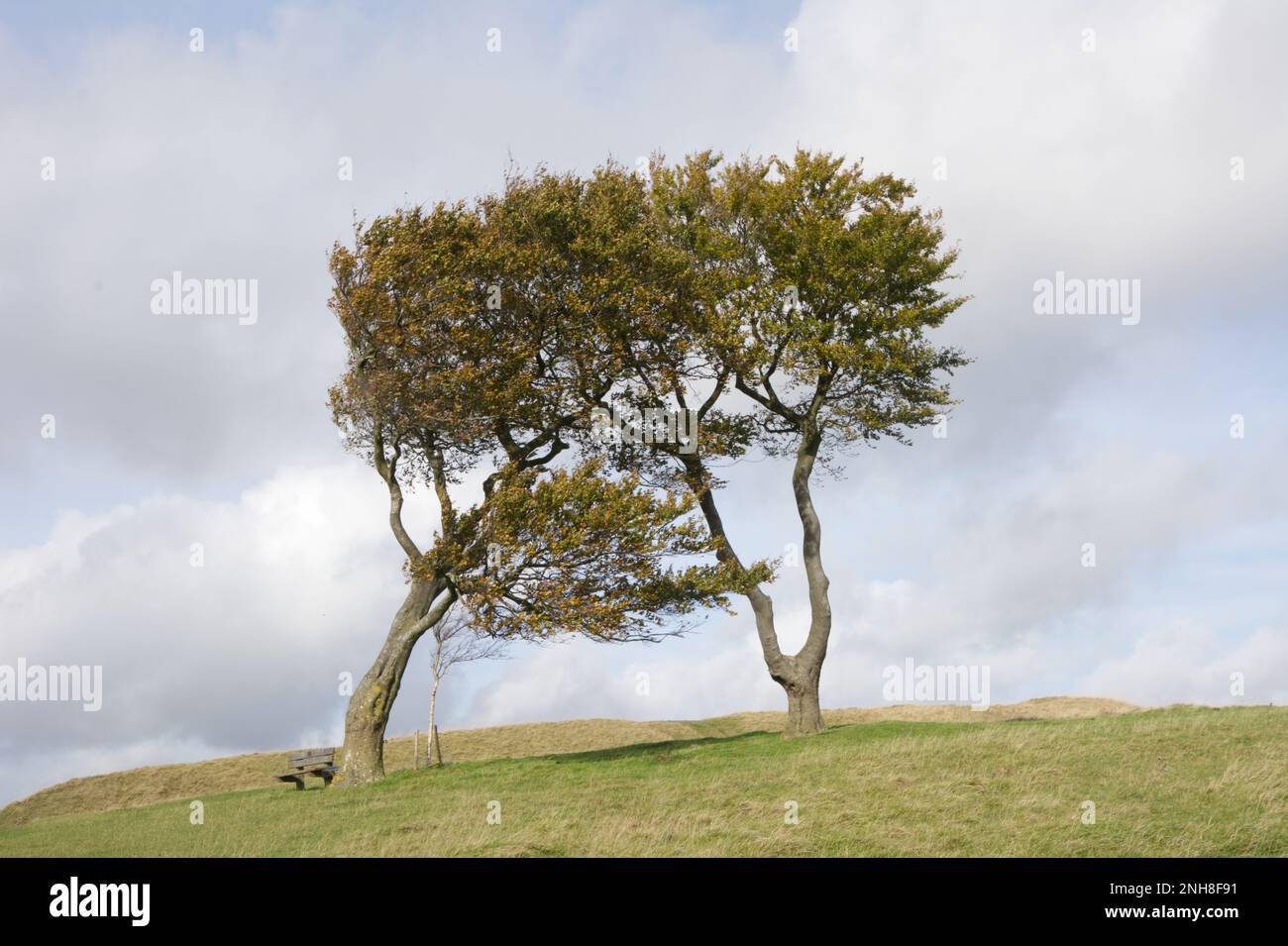 Three trees growing together on Cleeve Hill in the Cotswolds